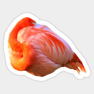 Flamingo I have my eye on you Sticker